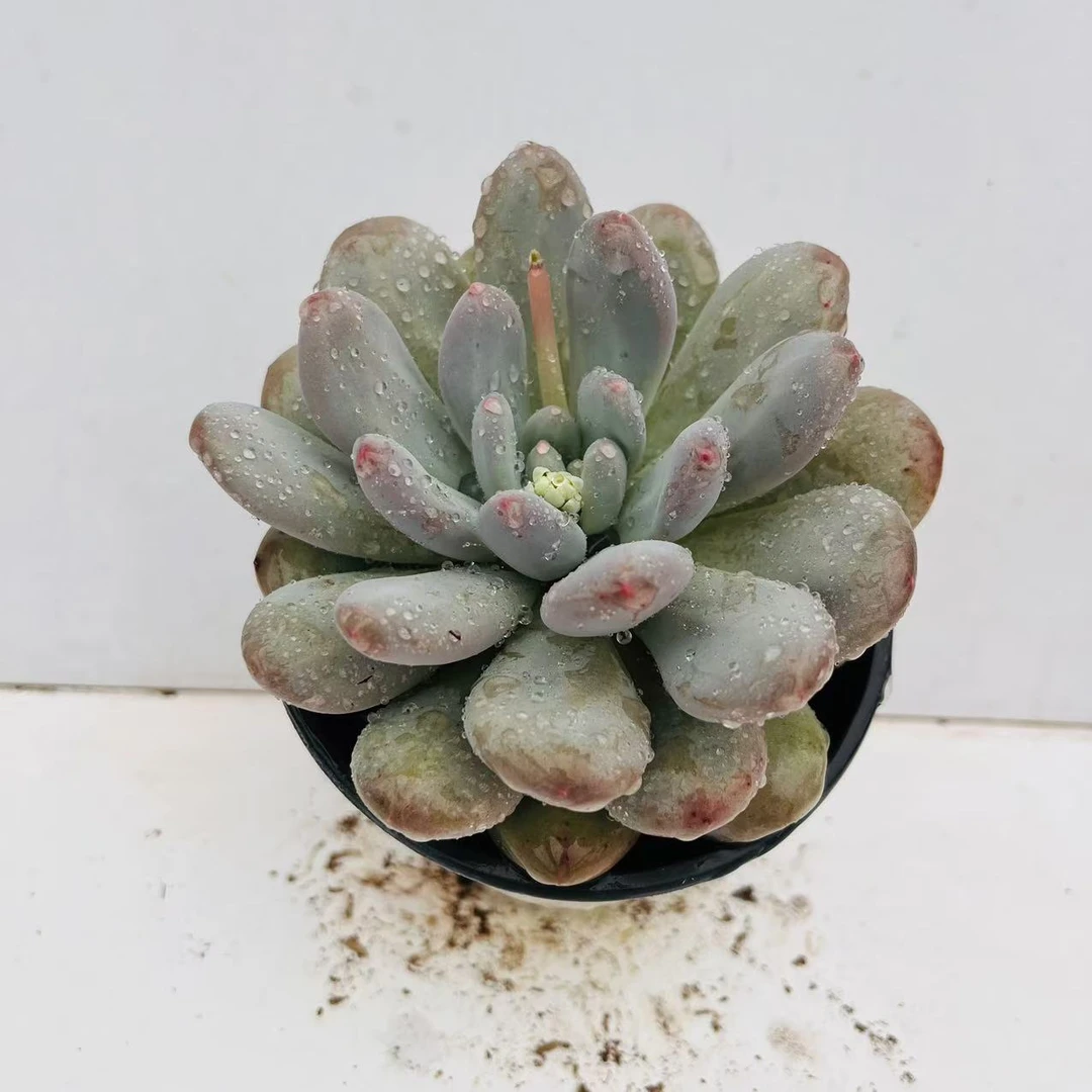 奶骆 满20包邮发货 多肉植物脱土发货 湖南长沙星昊多肉