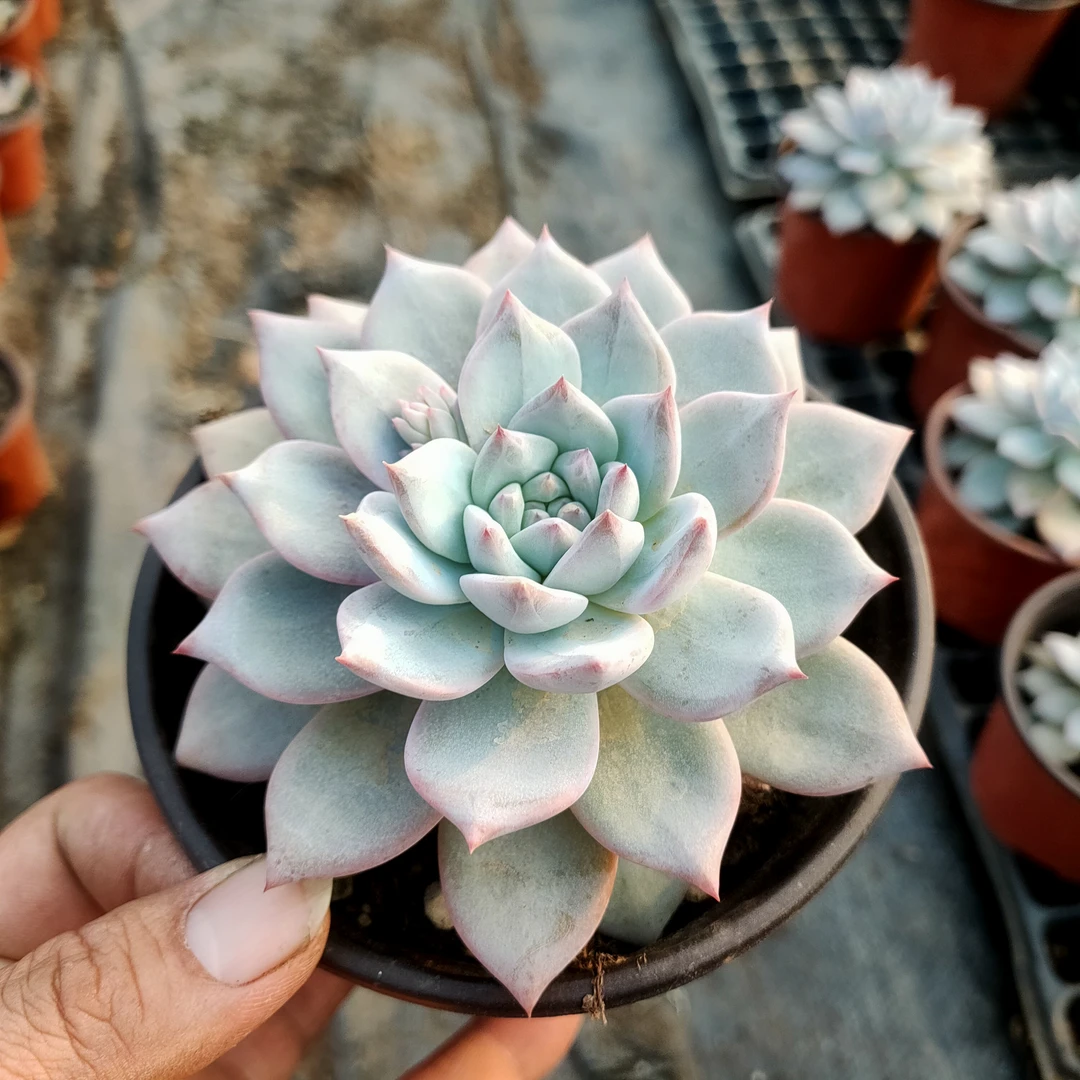 粉蓝鸟 满20包邮 不带盆土发货轻微掉叶长沙星昊多肉植物