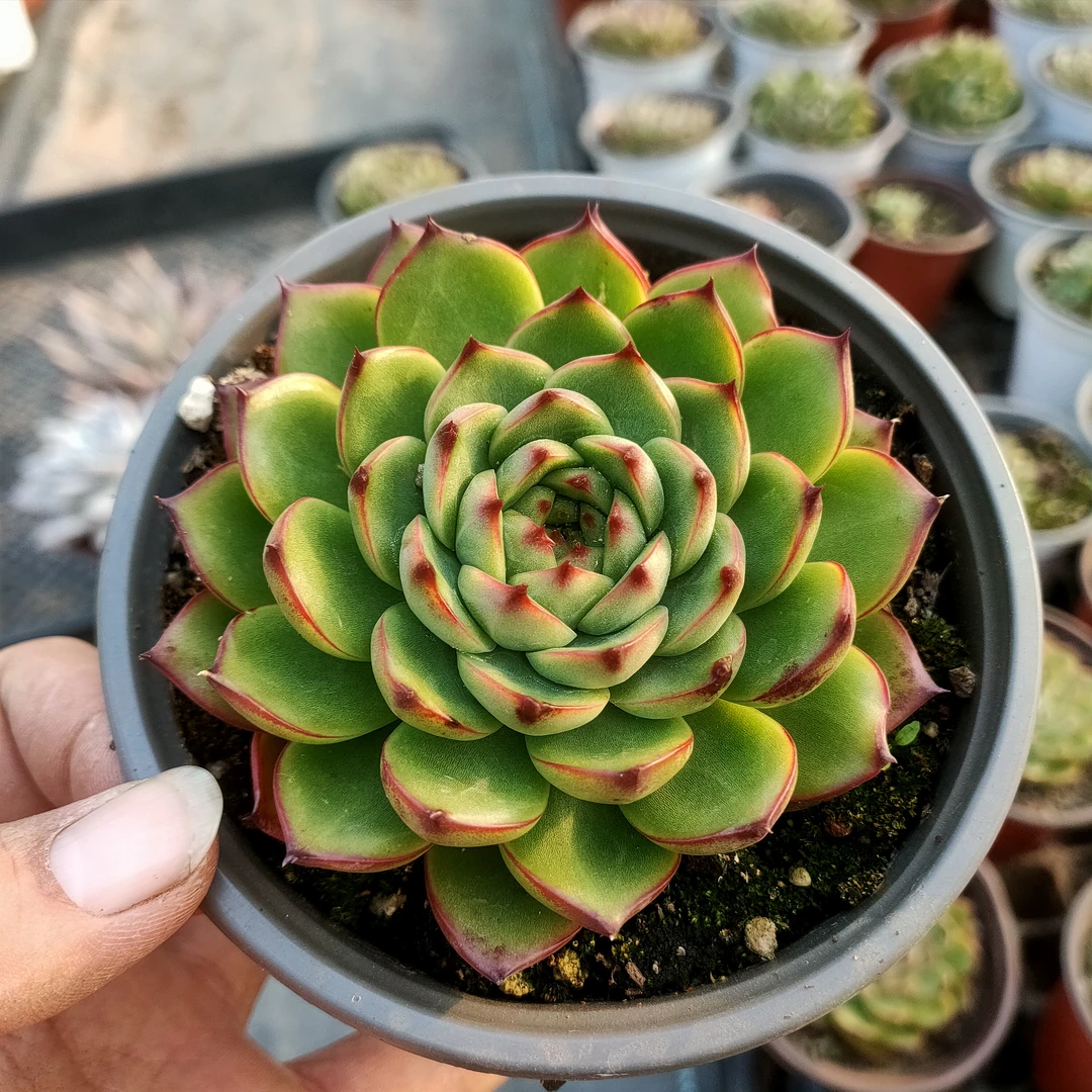 月亮石 满20包邮 10厘米不带盆土发货轻微掉叶长沙星昊多肉植物