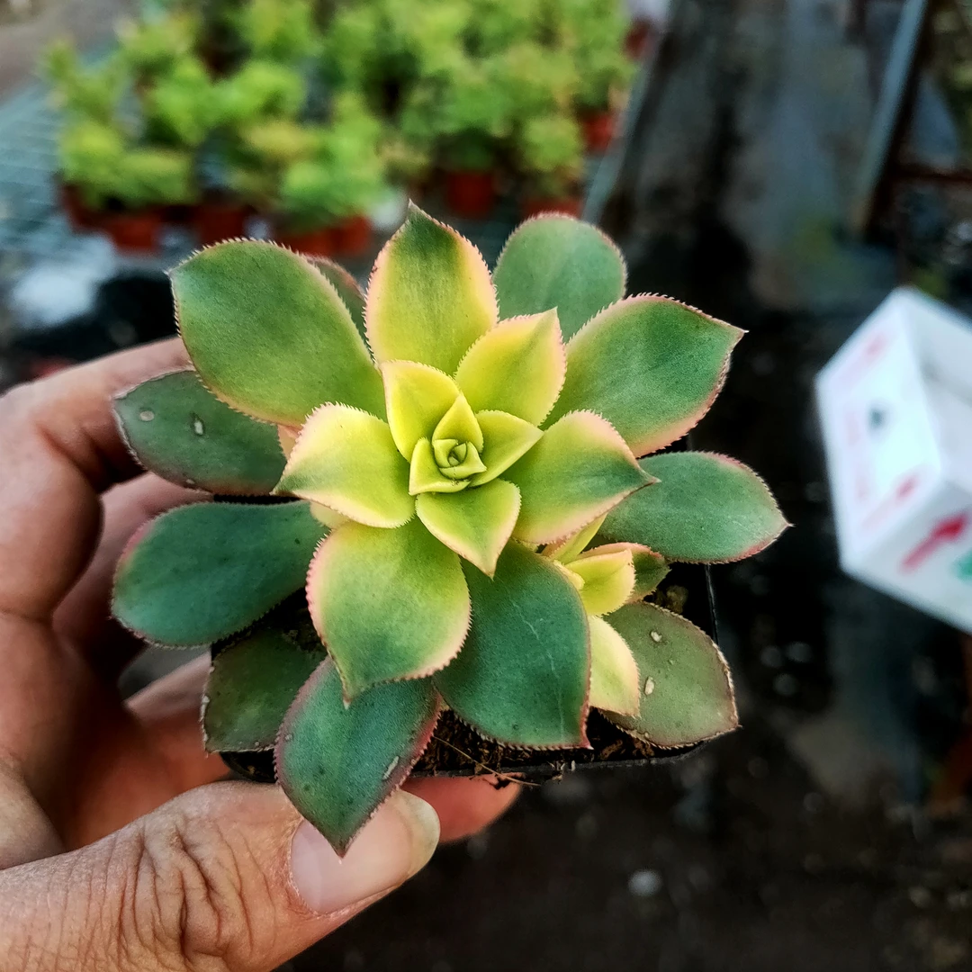 艳日辉 满20包邮 6厘米不带盆土发货 以直播间为准 长沙多肉植物