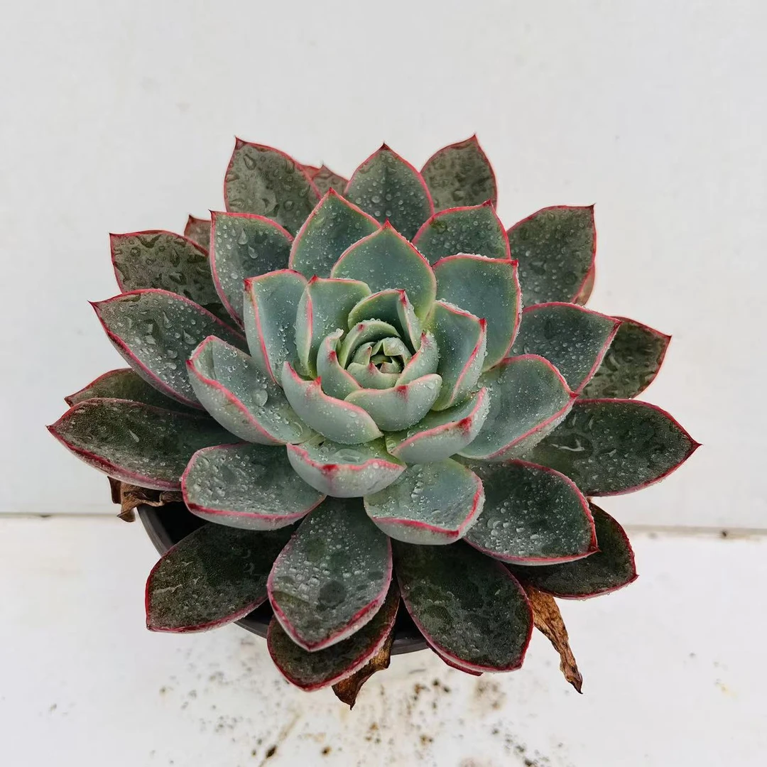 赫拉 满20包邮脱土发货轻微断叶多肉植物湖南长沙多肉基地