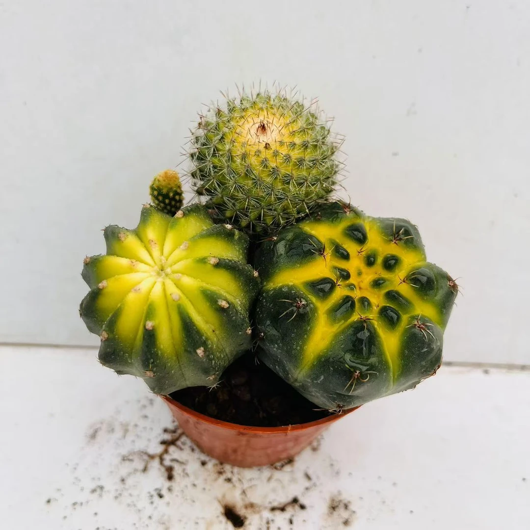 仙人球组合 满20包邮发货  多肉植物带盆发货湖南长沙星昊多肉