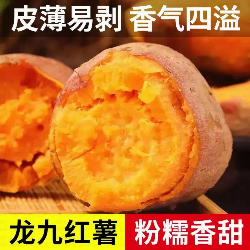 【新人专属】新鲜地瓜沙地番薯板栗红薯蜜薯超甜粉糯香薯香甜种植