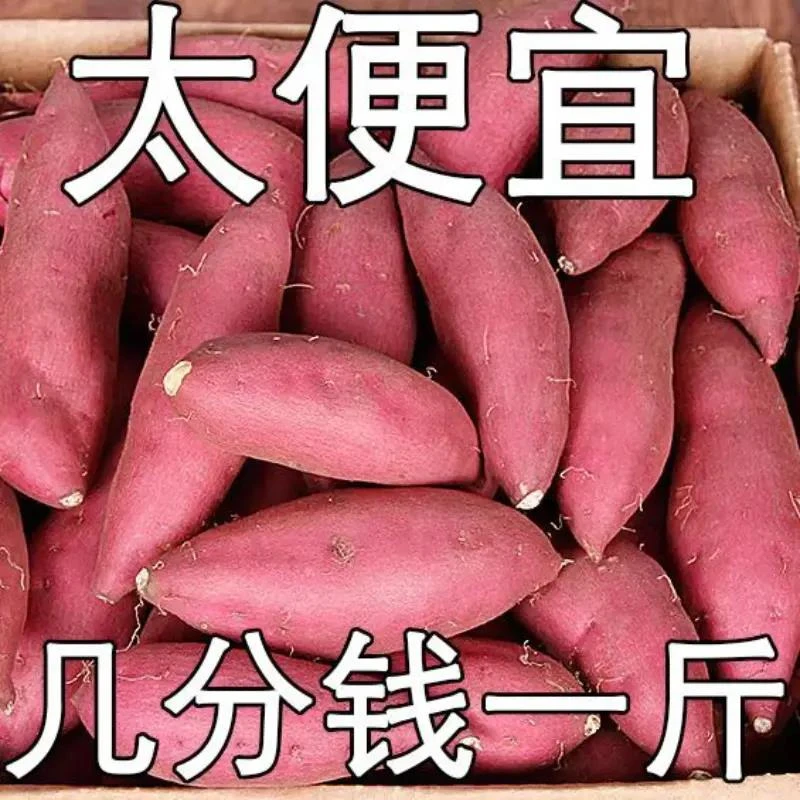 【抢购中】新鲜沙地红薯红黄心甜蜜薯地瓜板栗番薯蔬菜1-9斤烟薯2