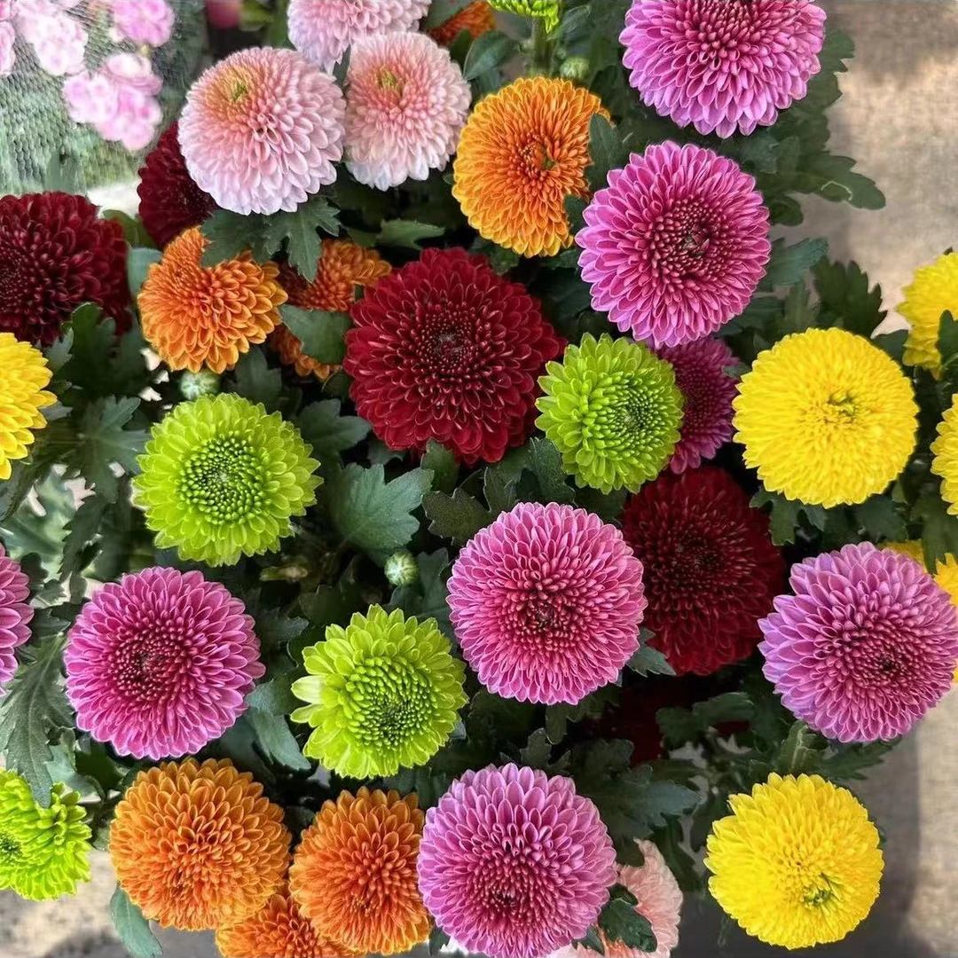 彩色乒乓菊两盆  高颜值  耐寒耐热·