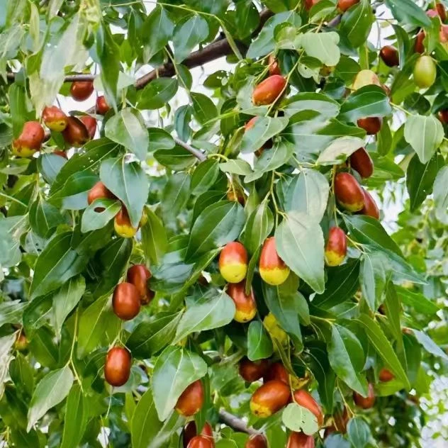 【孙家湾北山枣】大果