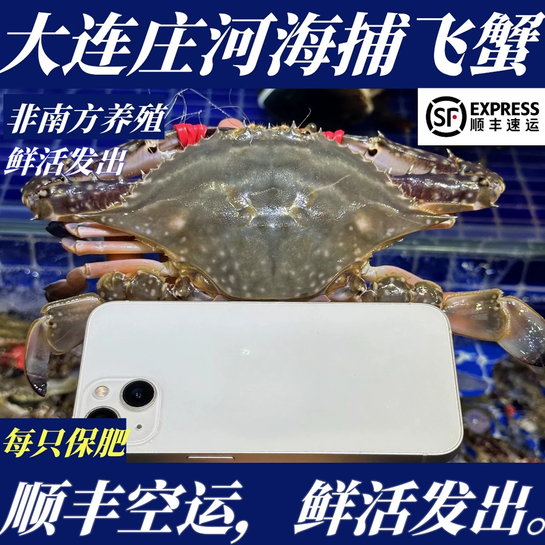大连直播现货 庄河飞蟹 顺丰发货两斤起拍4到6只左右【保鲜不保活】