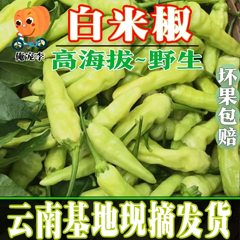 【农户】现摘小米辣新鲜白米椒野山椒巨特辣白色辣椒剁椒泡椒腌菜