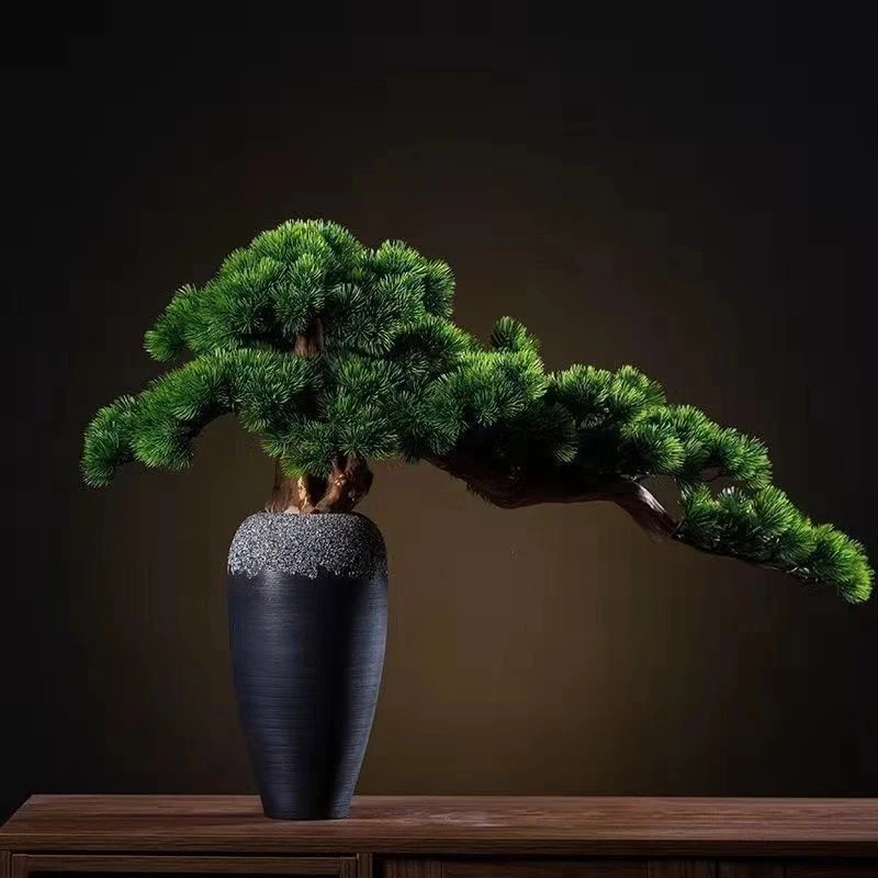 黄杨盆景黑松盆景  直播间挑选  自拍随机发