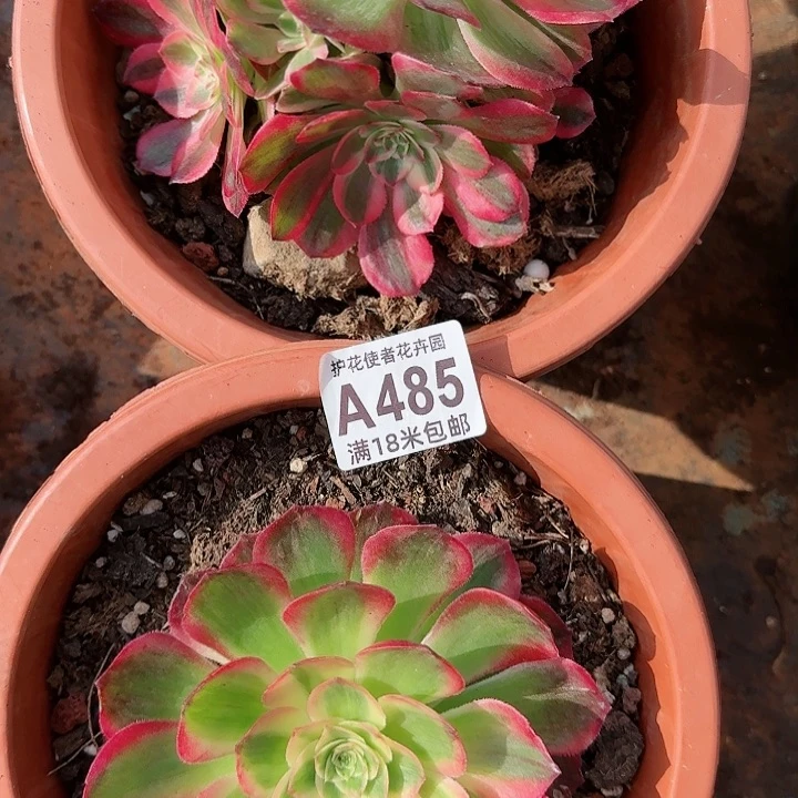 多肉法师淘宝福利