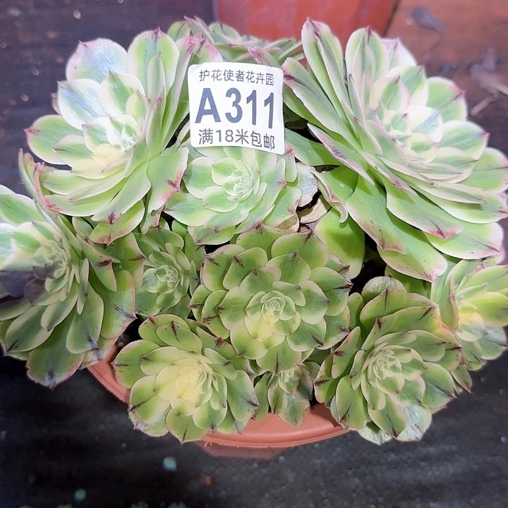 多肉法师伊丽莎白