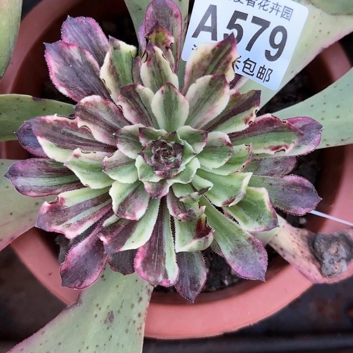 多肉法师花鹤鳞朵