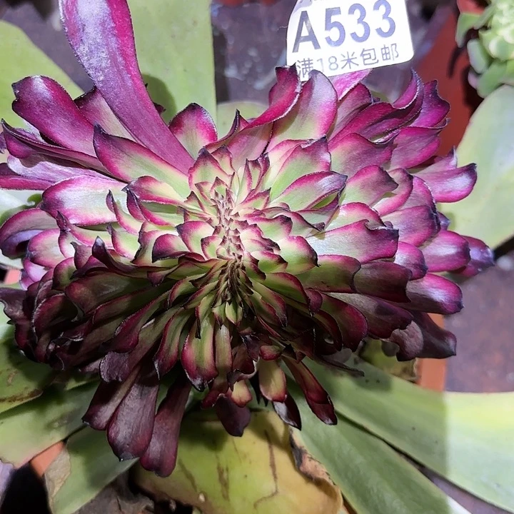 多肉法师美姬缀化