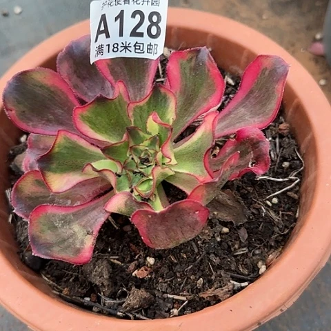 用****香多肉 魅影法师植物多肉
