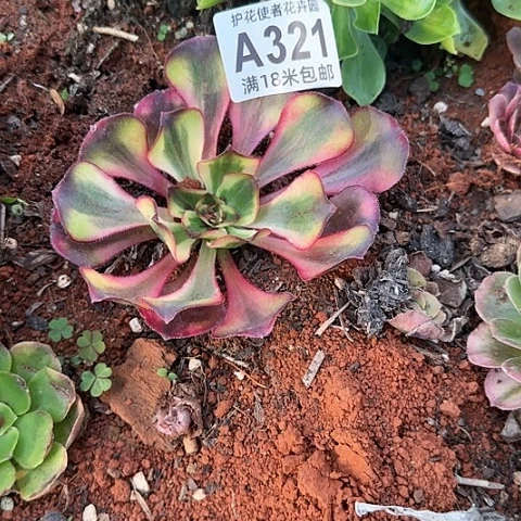 多肉 魅影多肉法师植物