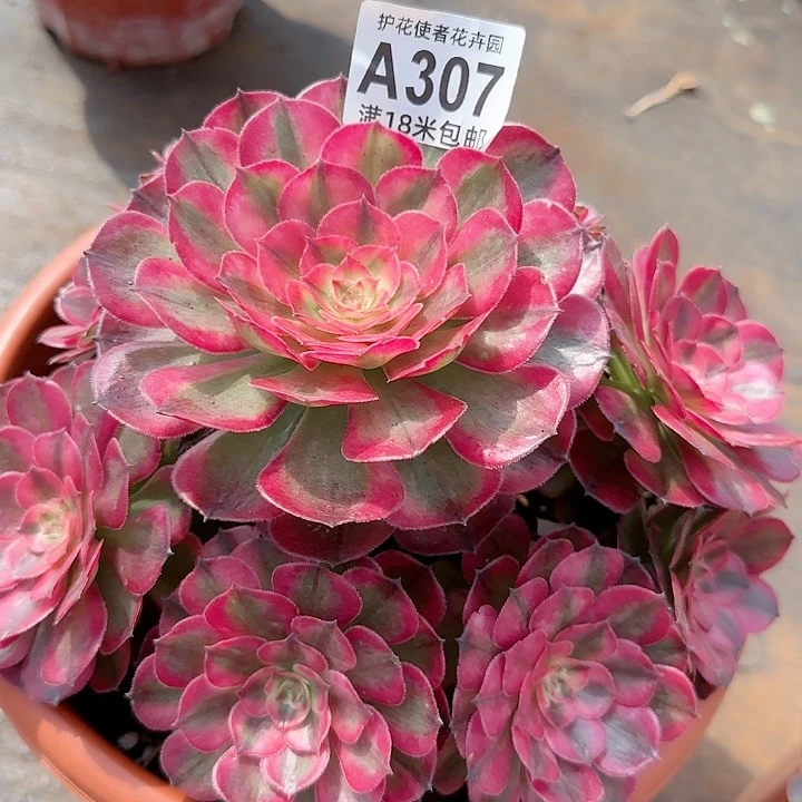 多肉法师荔枝朵朵