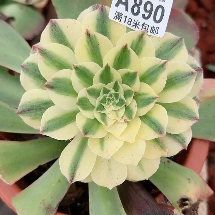 多肉法师伊丽莎白