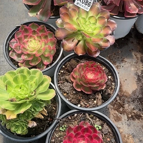 多肉 套餐福利多肉法师植物