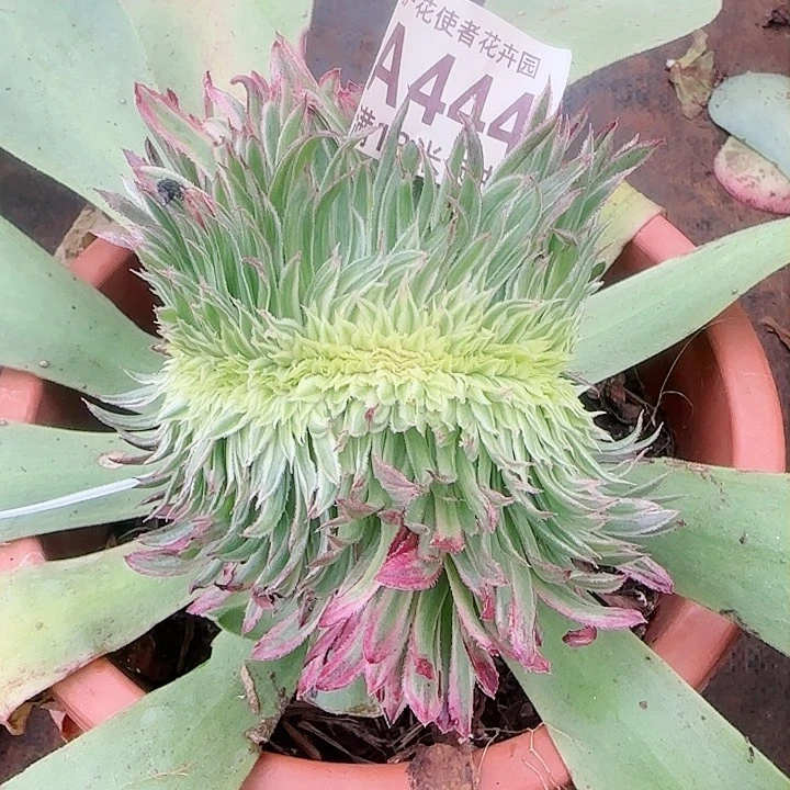 多肉法师金丝菊缀化