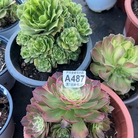 多肉 套餐福利多肉法师植物