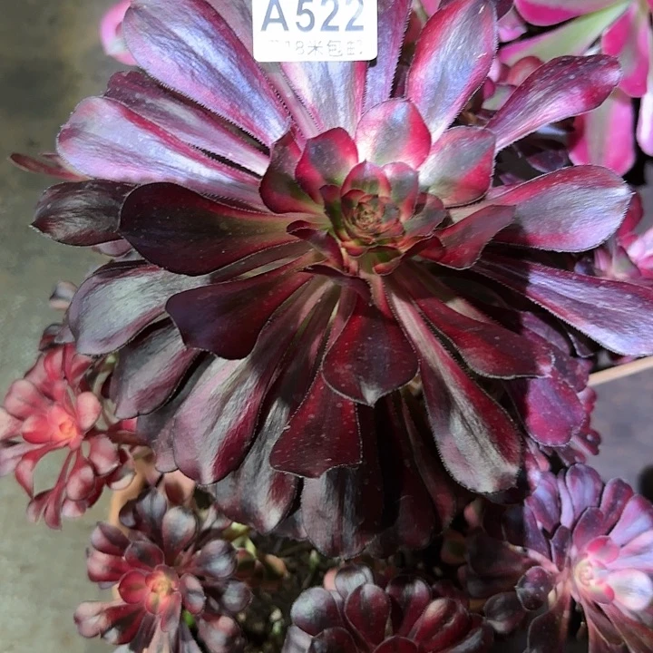 多肉法师香奈儿捧花