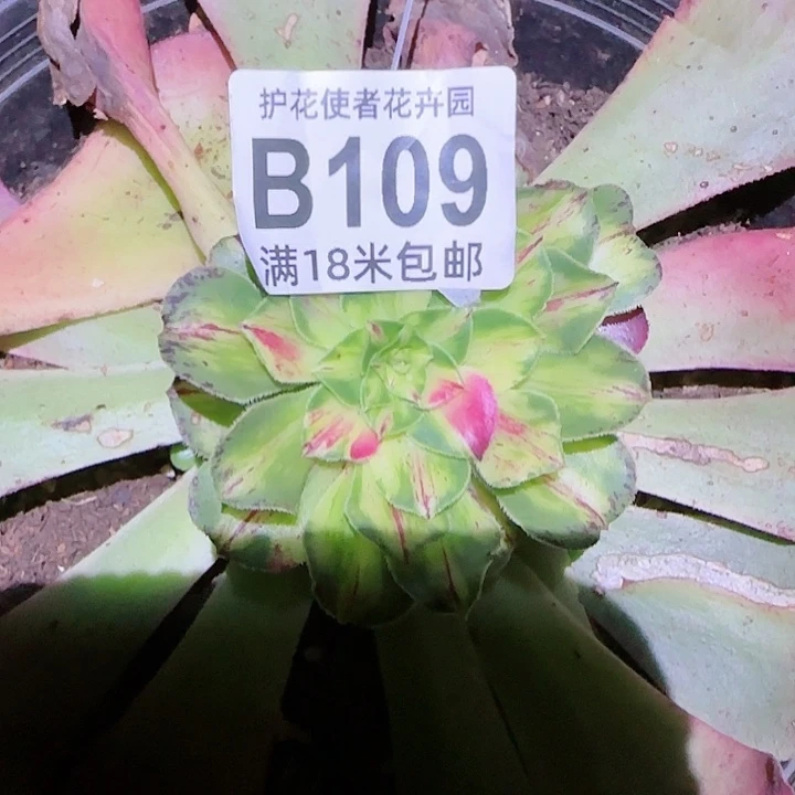 多肉法师知否花脸