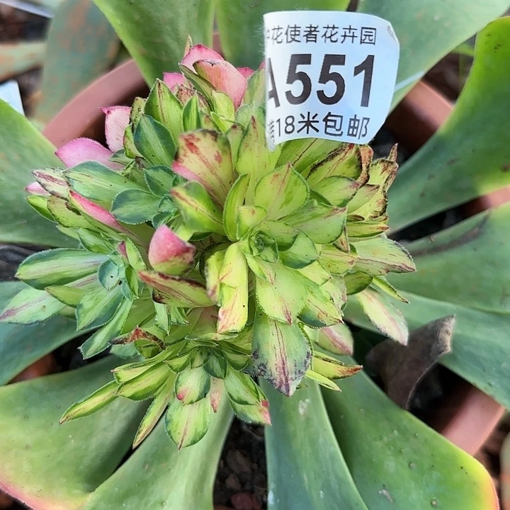 多肉法师知否朵朵