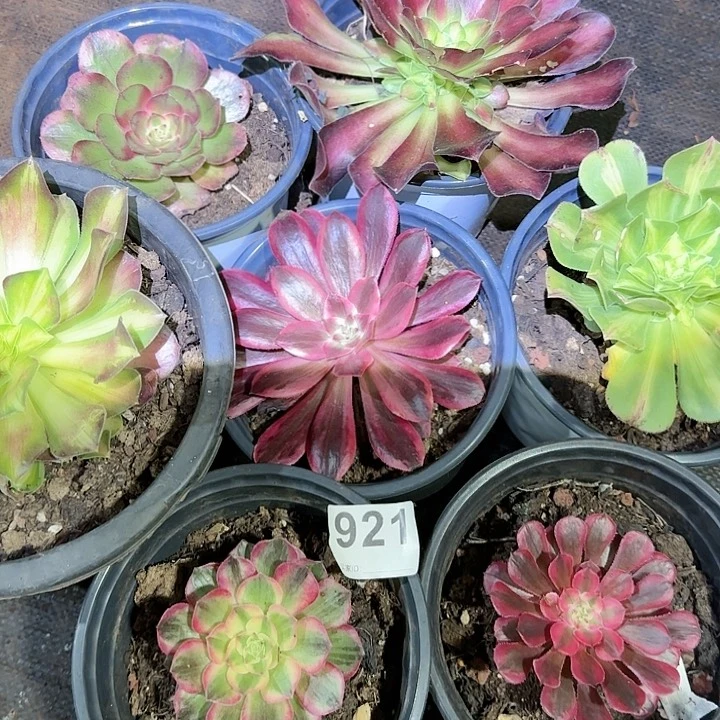 多肉法师淘宝福利