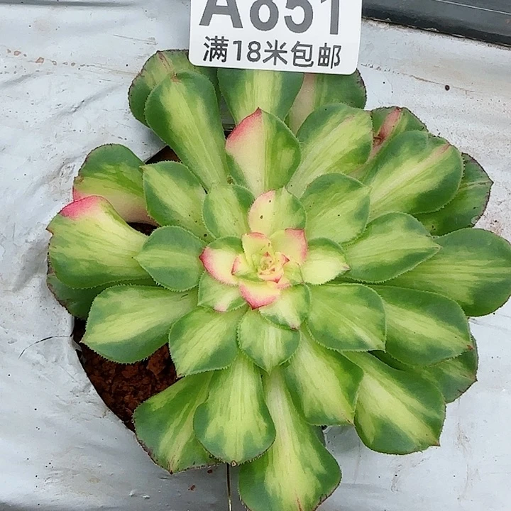 多肉法师知否朵朵