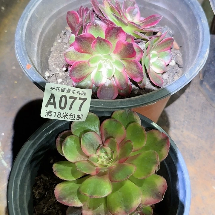 多肉法师淘宝福利