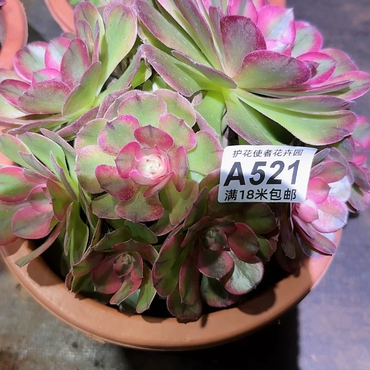 多肉法师荔枝朵朵