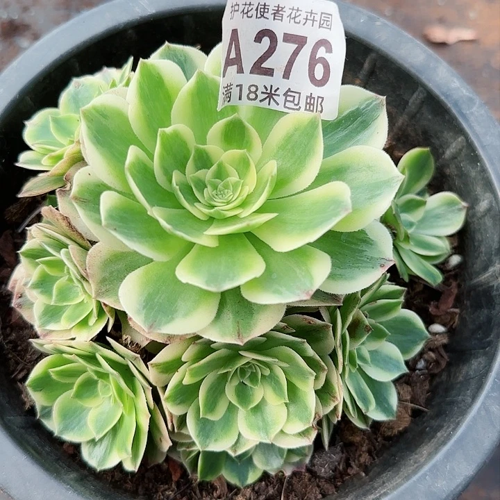 多肉法师伊丽莎白