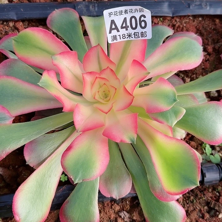 多肉法师香妃朵朵