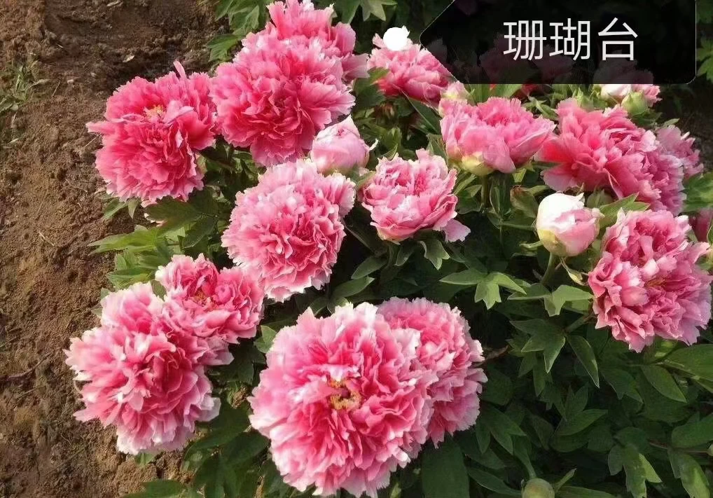 洛阳牡丹珊瑚苔25年以上老桩