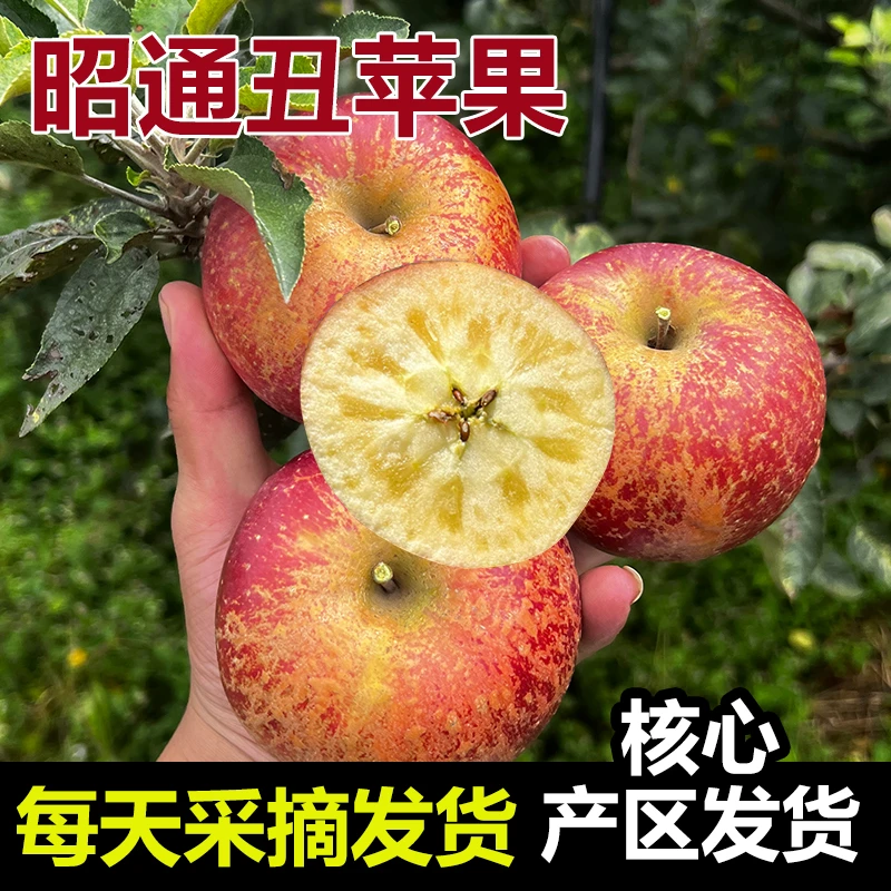1云南昭通苹果5斤糖心丑苹果冰糖心苹果新鲜苹果水果红富士丑苹果