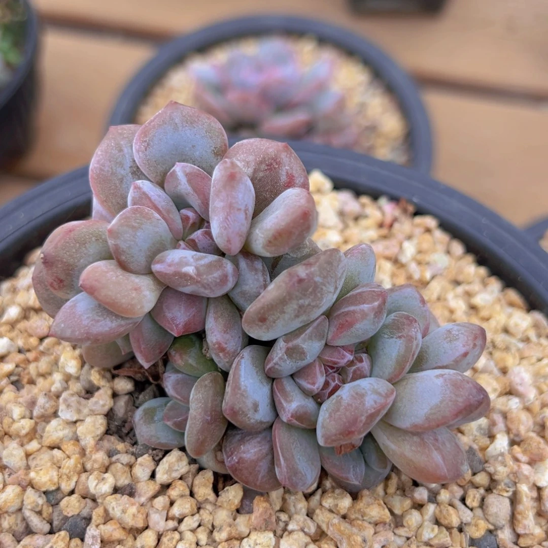 新年快乐哈哈哈哈哈哈