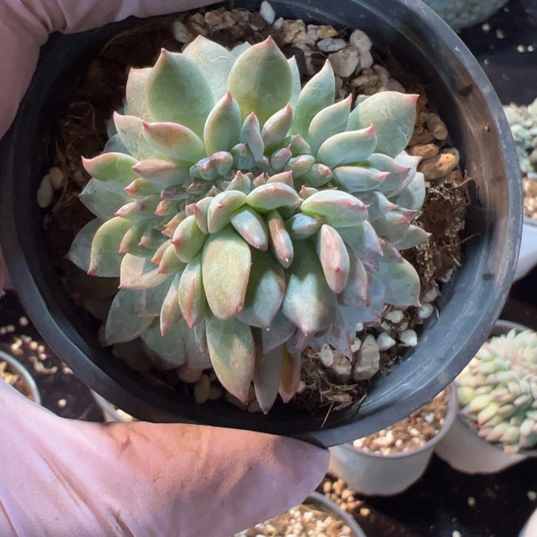 新年快乐啊小可爱8888