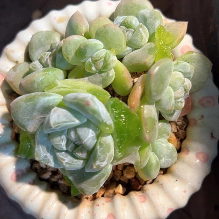 怪**童新年快乐啊小可爱888