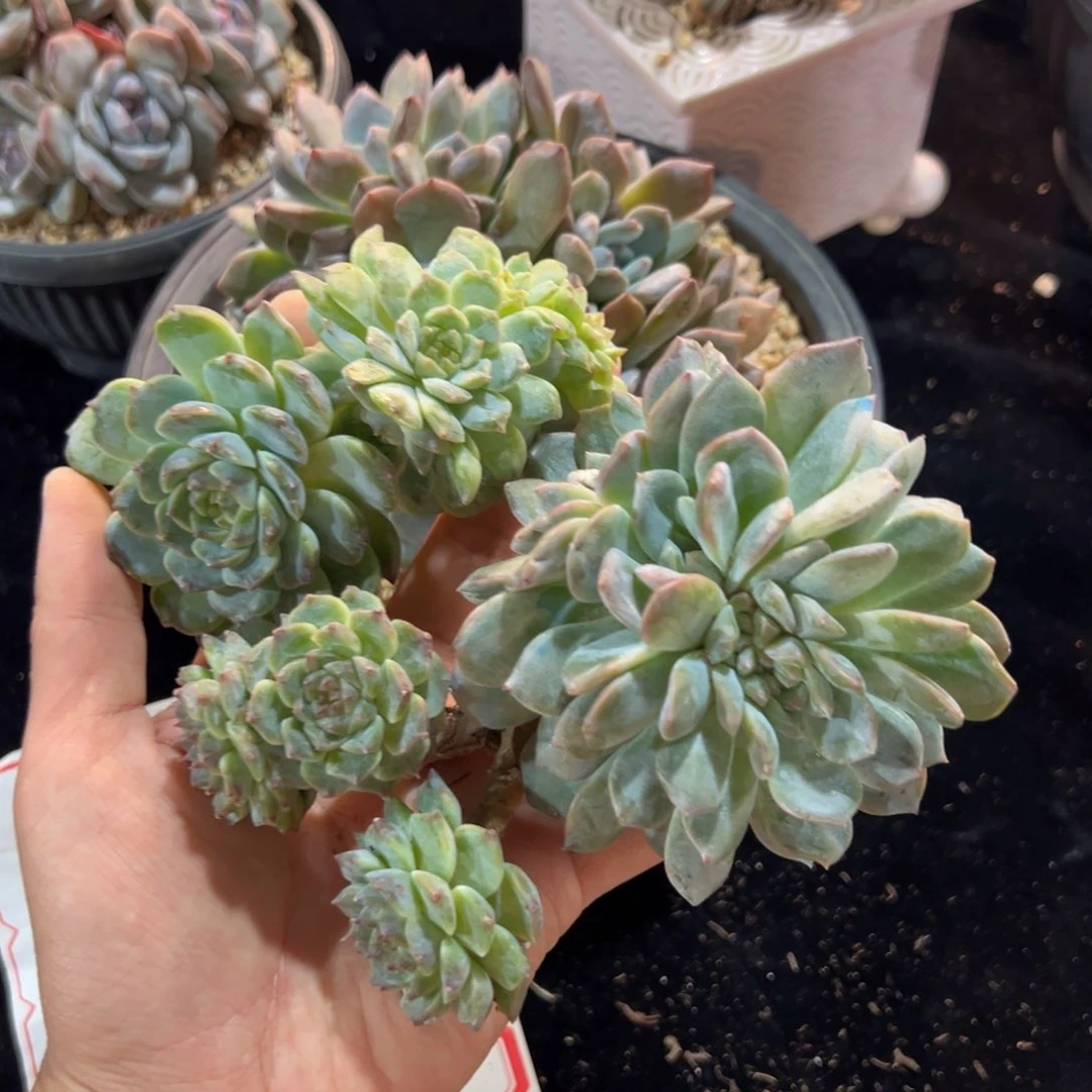 新年快乐 新年快乐 新年快乐 新年快乐