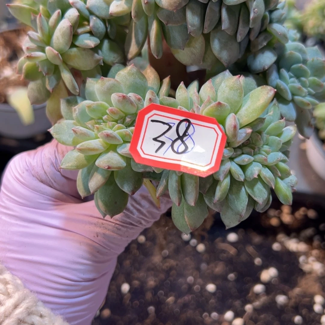 新年快乐啊小88888