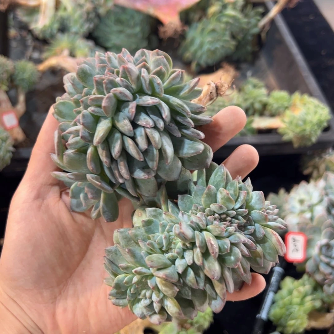 新年快乐 新年快乐 新年快乐 新年快乐