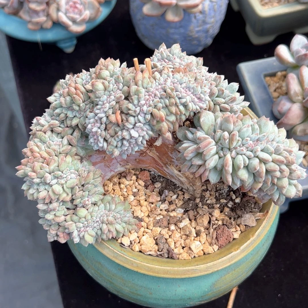 新年快乐哈哈哈哈哈