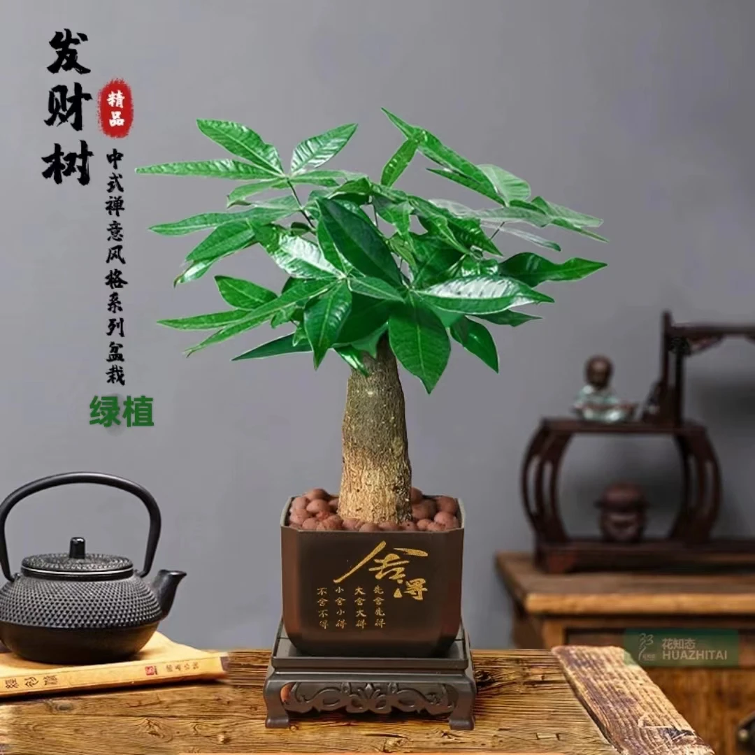 中式发财树桌面小绿植