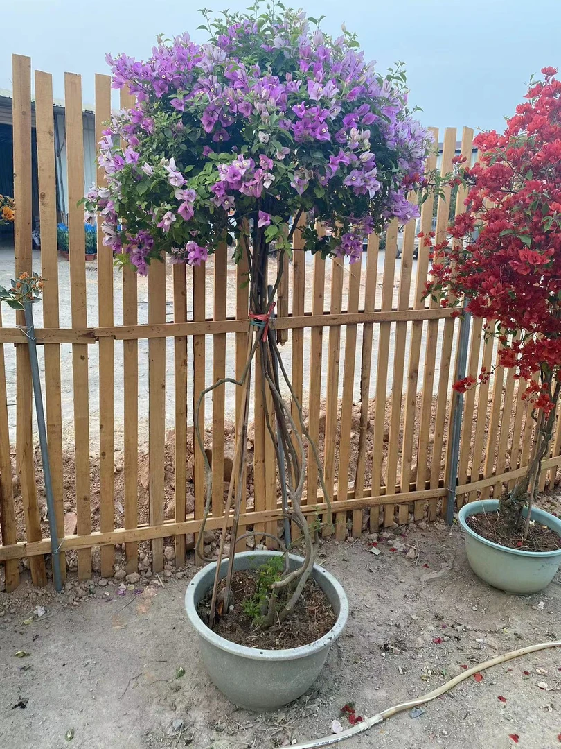 【森也园艺】三角梅四季开花景观庭院盆景植物