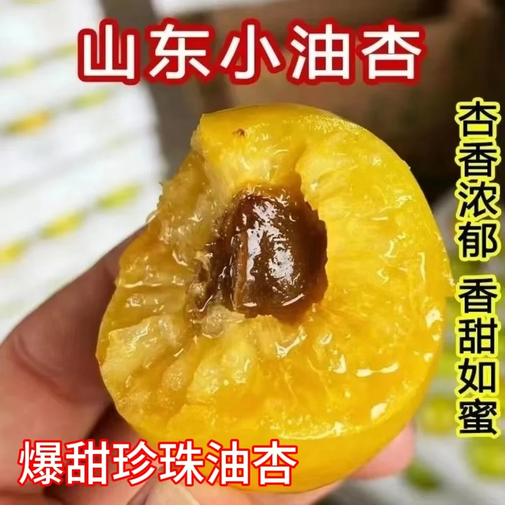 沂蒙山甜杏子珍珠油杏小白杏爆甜果香孕妇小孩喜欢果园现摘新鲜