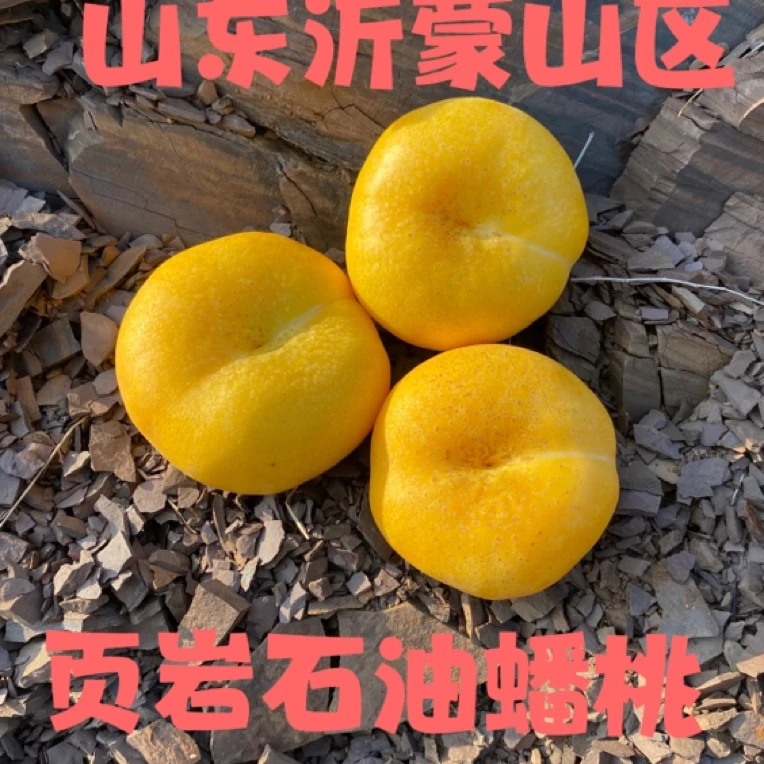 黄金油蟠桃现摘现发网红小油蟠桃脆甜多汁新鲜应季美味纯甜无酸