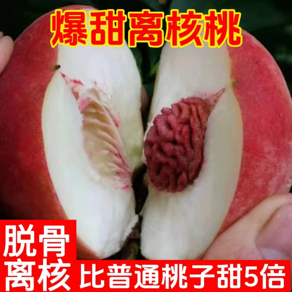 秋桃现摘现发沂蒙高山蜜桃页岩石生长手工精选离核脆甜可口含包邮
