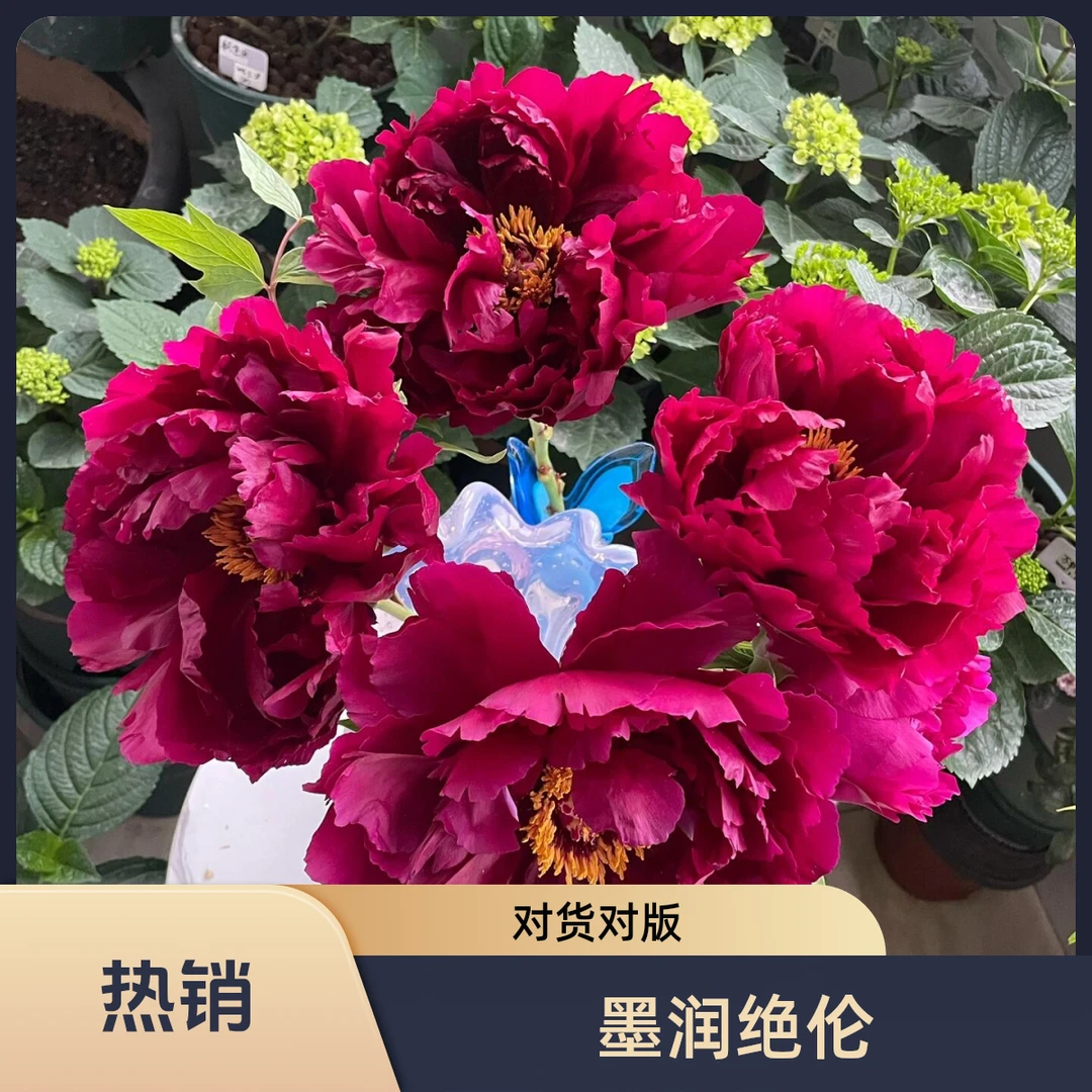 【墨润绝伦】千层观赏牡丹黑紫色牡丹开花独杆牡丹