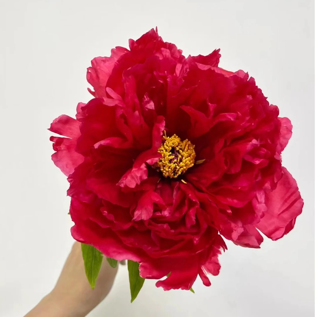 【旭港】牡丹菏泽千层观赏牡丹裸根 菏泽基地直发 包对版