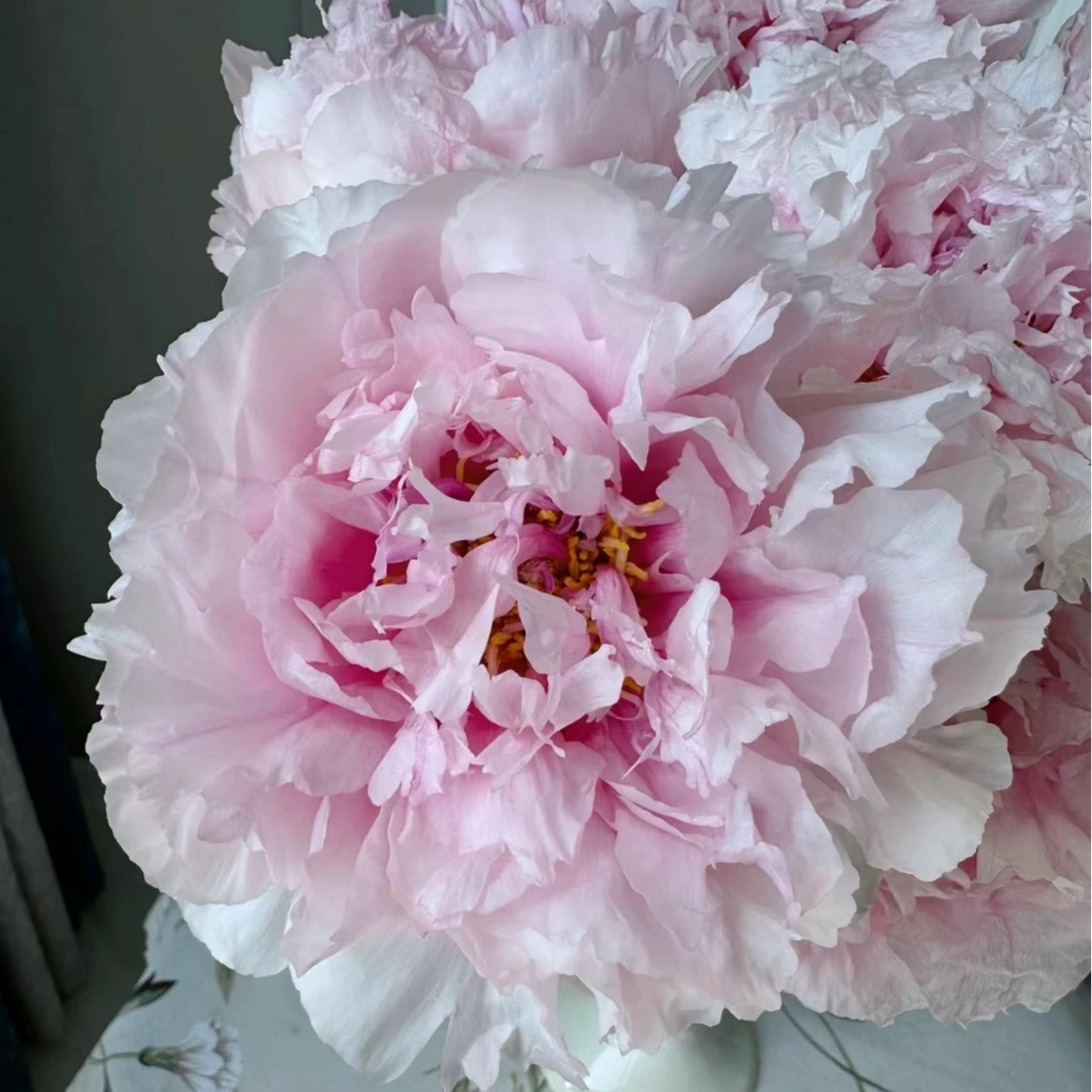 【雪映桃花】温柔儒雅 裸根牡丹菏泽基地直发 包对版